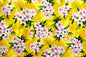CAA0791 Yellow