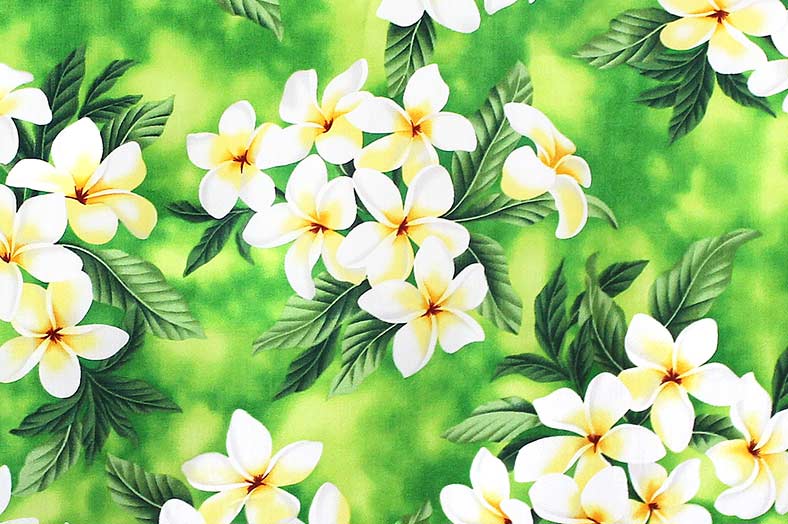 CAA0791 Lime