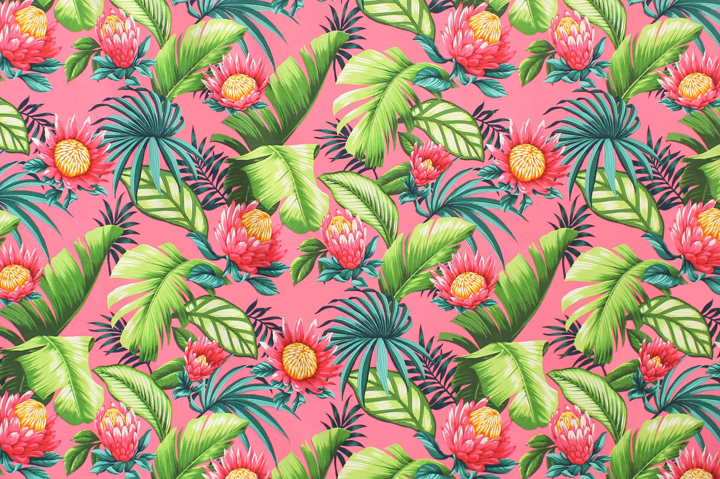 CAA1517 Coral